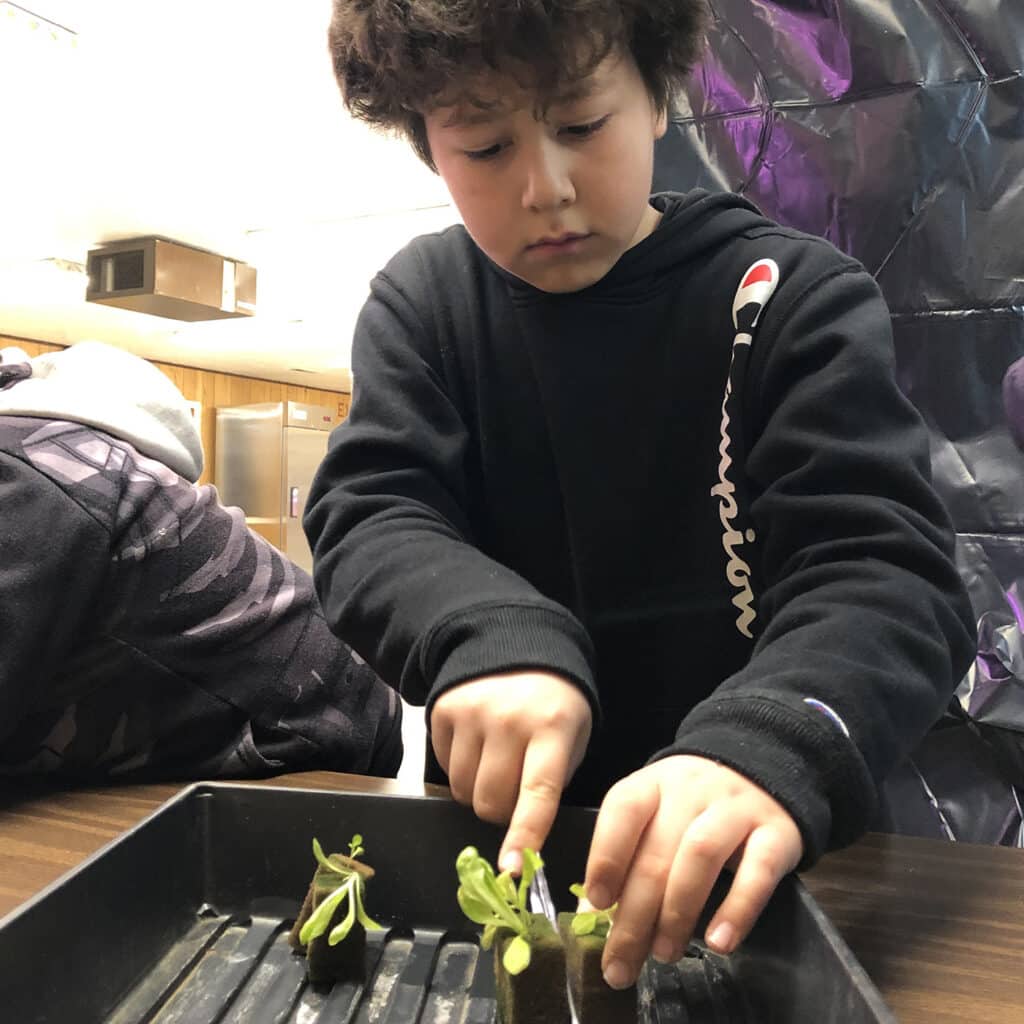 Young boy cutting a plant in half