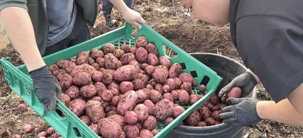 a bin of red potatoes