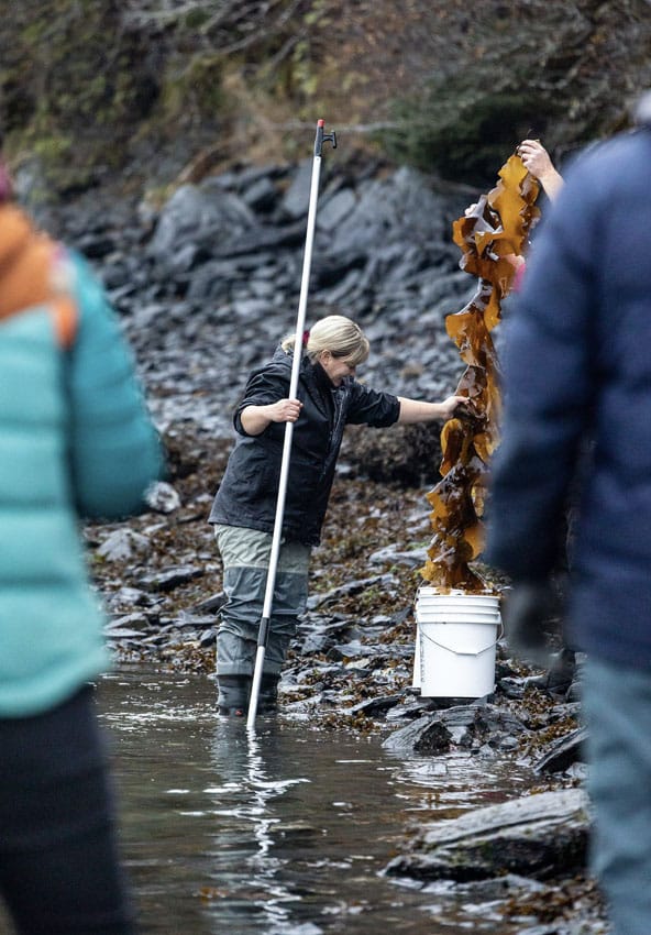 Woman putting sea weed into bucket