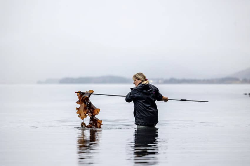 Woman collecting sea weed with long pole